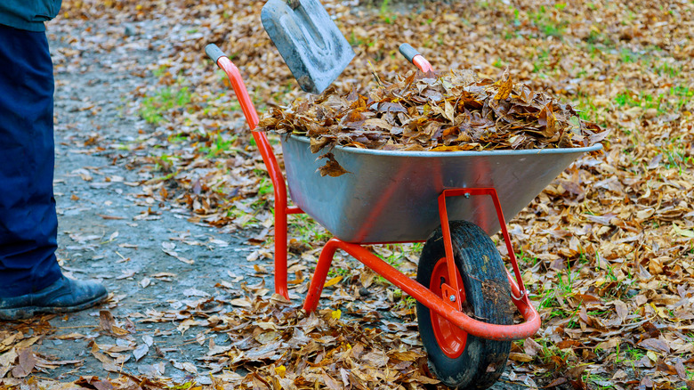 A silver and red wheelbarrow with someone scooping fall leaves into it with a metal shovel