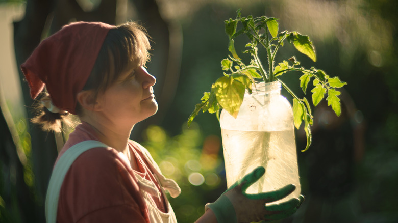 Woman holding jar of water with rooted tomato sucker in it