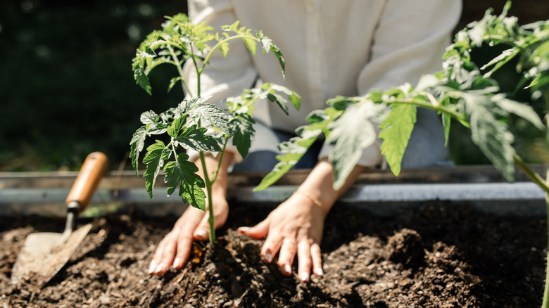 Hands pressing a tomato seedling into the soil