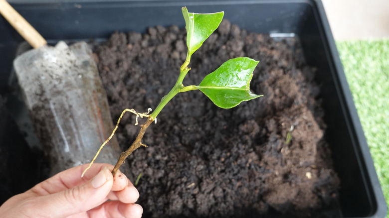 A light-skinned hand holds a rooted lemon tree propagation over a tray of soil.