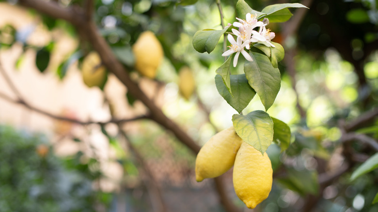 A lemon tree planted outdoors is in bloom and also has ripe fruit ready to pick.