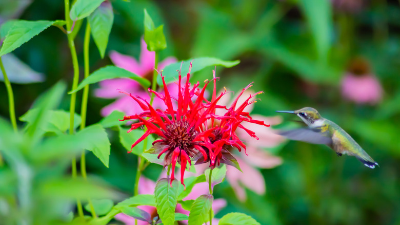 Hummingbird feeding on bee balm with coneflowers in background