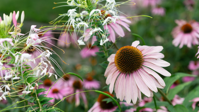 Bee plant growing with coneflower