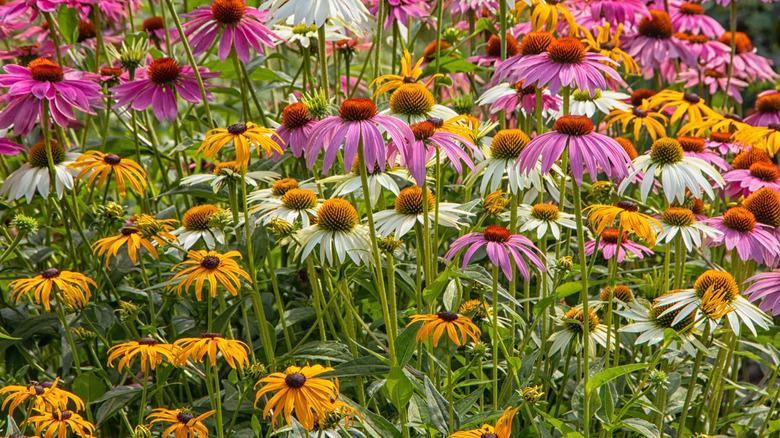 Black eyed Susans growing in coneflowers
