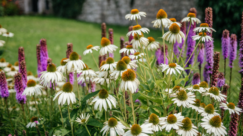 White coneflowers growing with purple hued Liatris flowers
