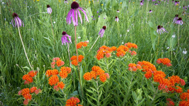 Coneflowers growing with orange blossomed butterfly weed