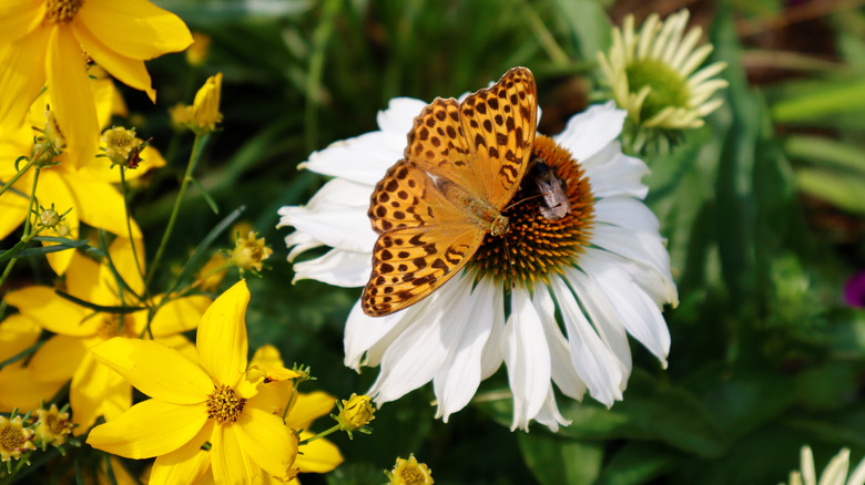 A butterfly on a white coneflower growing with yellow coreopsis
