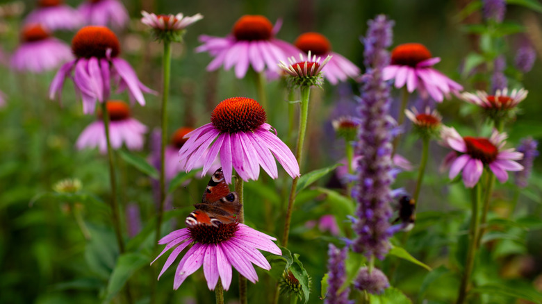 A butterfly visiting a coneflower while a bumble bee feeds on Agastache flowers