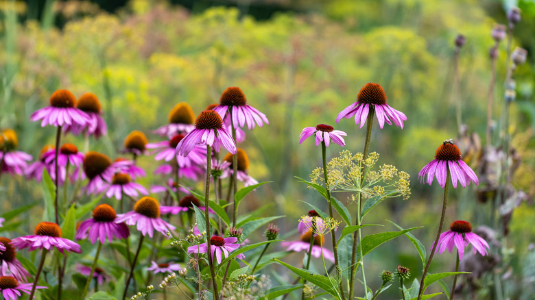 Echinacea growing with golden Alexanders