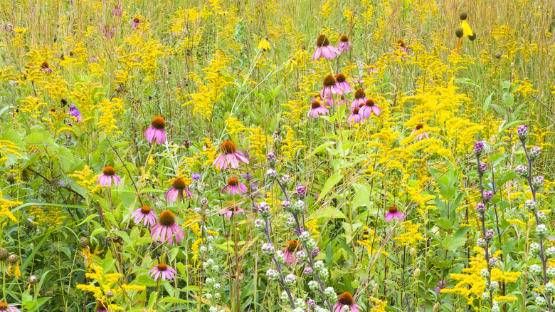 Coneflowers and goldenrod growing in a prairie style planting