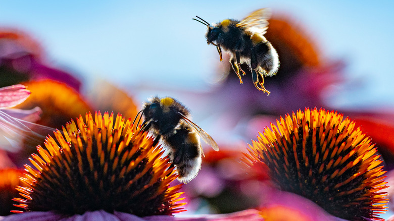 Bumblebees pollinating and foraging on coneflowers
