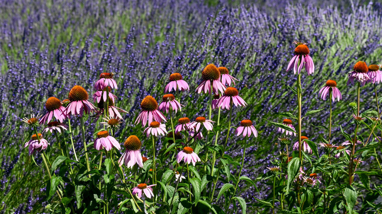 Coneflowers growing with lavender