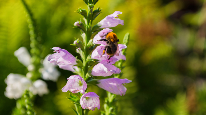 A bumble bee forages on obedient plant blooms