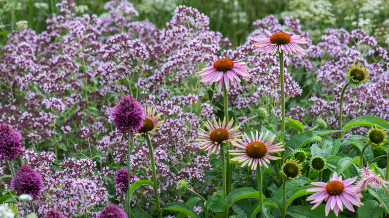 Echinacea growing in front of flowering oregano plants