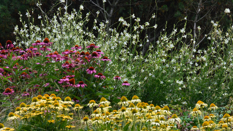 Purple and white coneflower growing the gaura flowers