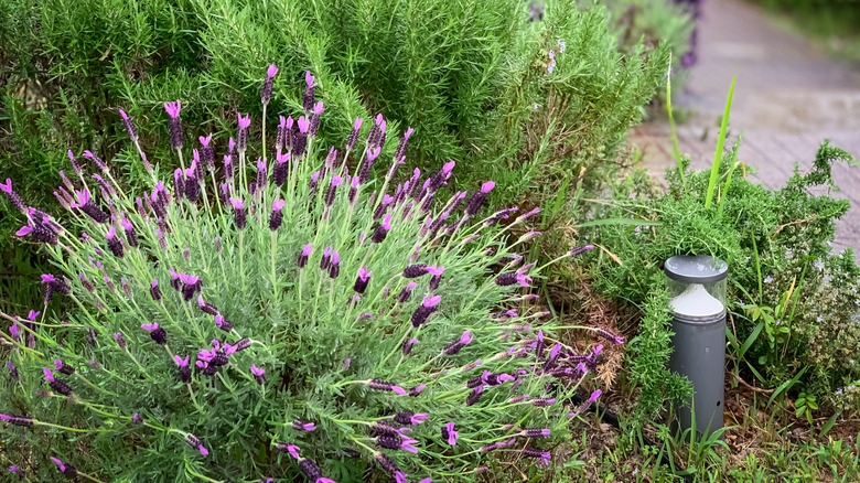 small herb garden with rosemary and lavender