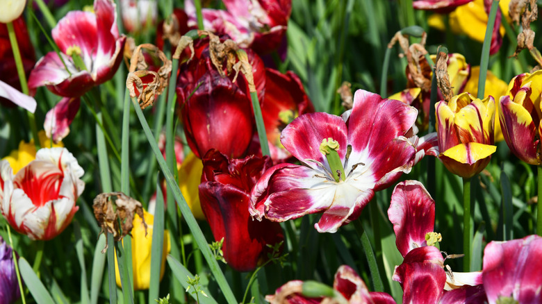 Dying tulips in a garden.