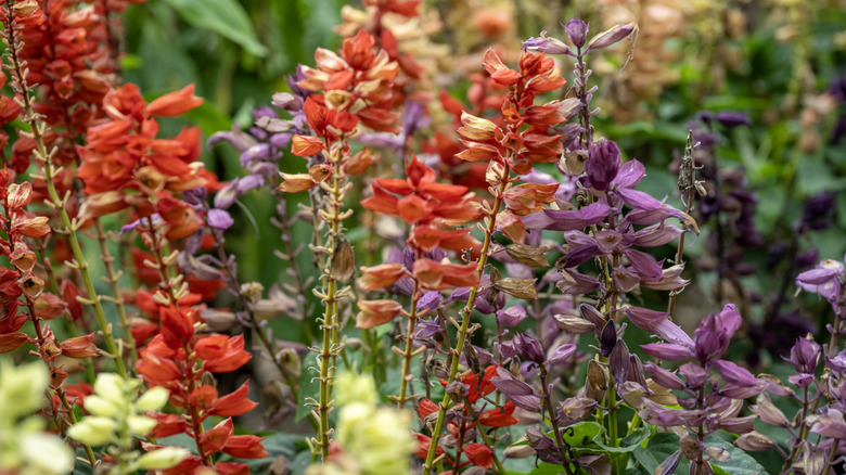 Salvia in orange and purple in a garden.