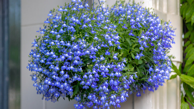 Closeup of hanging basket with blue lobelia blooms