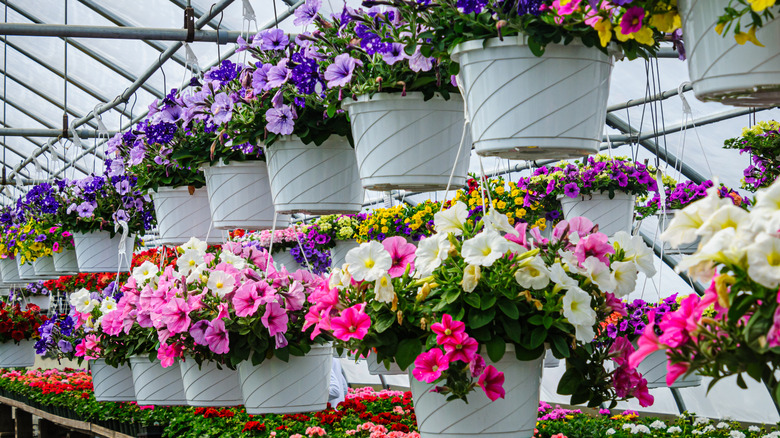 Vibrant flowers in hanging baskets at a nursery