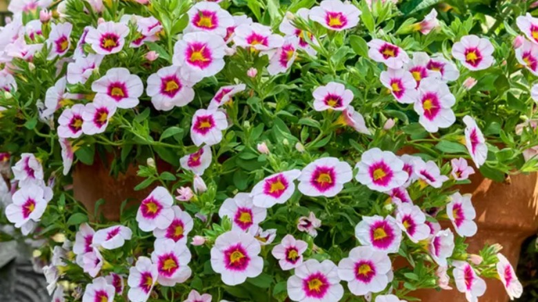 n Eyeconic Cherry Blossom Improved Calibrachoa overflows a large terra cotta pot.