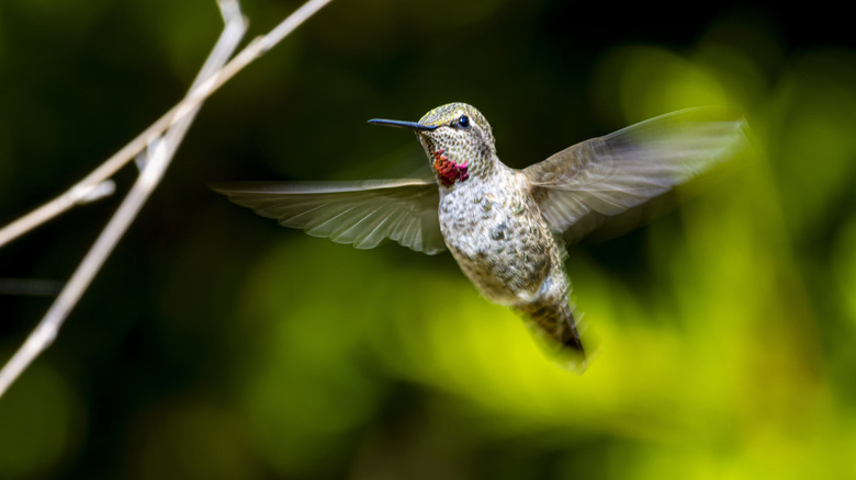 A hummingbird flies against a dark outdoor background.