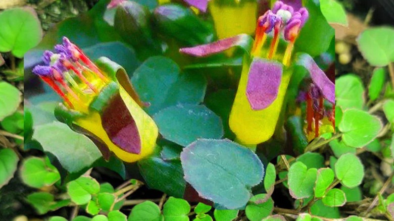 Creeping fuchsia flowers blooming amongst green foliage.