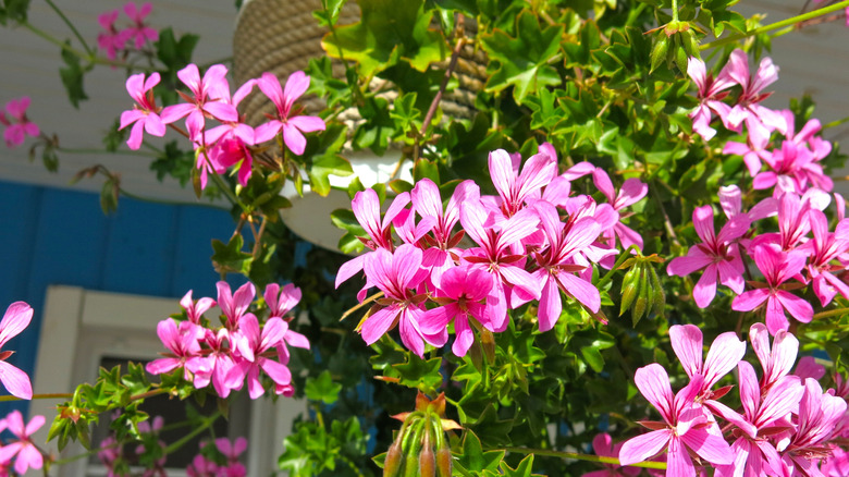 Ivy-leaved geranium with pink flowers trailing from a hanging basket