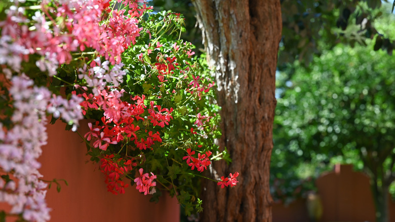 Red ivy-leaf geraniums blooming on top of a red cement wall