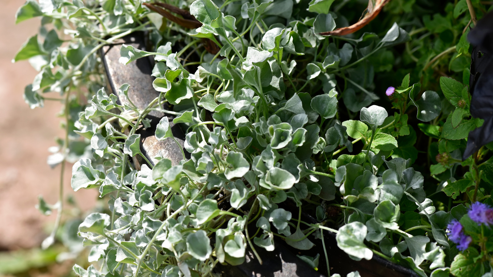 Fill Your Hanging Baskets With Silver Falls Plant For DroughtTolerant