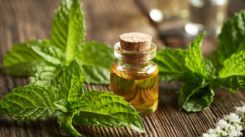 Bottle of essential oil surrounded by mint leaves on a wood table