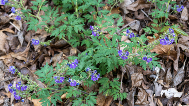 A pretty fernleaf phacelia that's growing and flowering on the forest floor.
