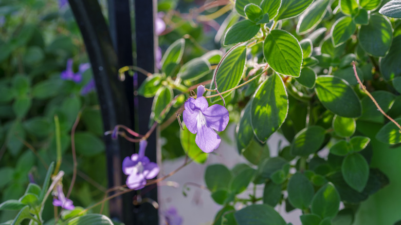 A closeup on Streptocarpus saxorum, a purple flowers with green leaves.