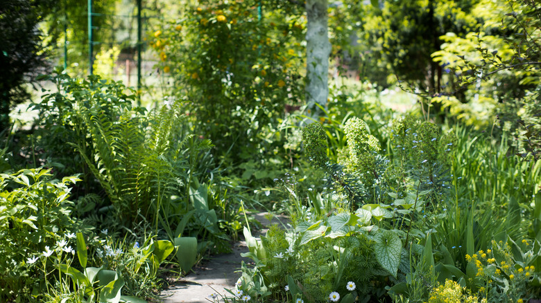 A partial shade garden with various plants.