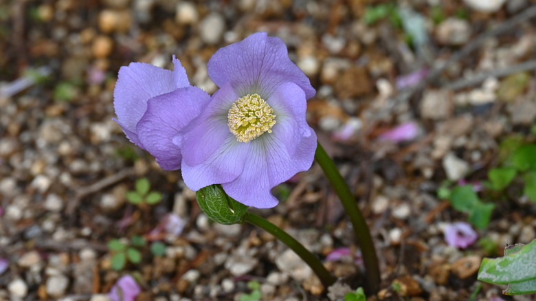 Close up shot of Glaucidium palmatum flower