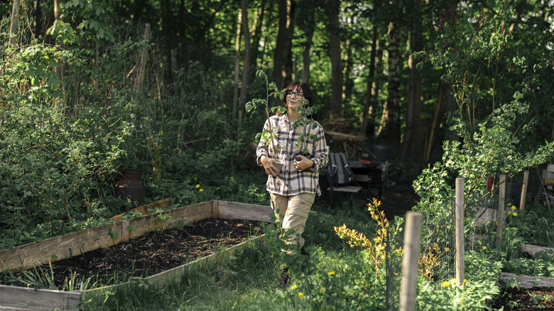 Woman wearing flannel walking in a garden holding a plant next to a planter's box.