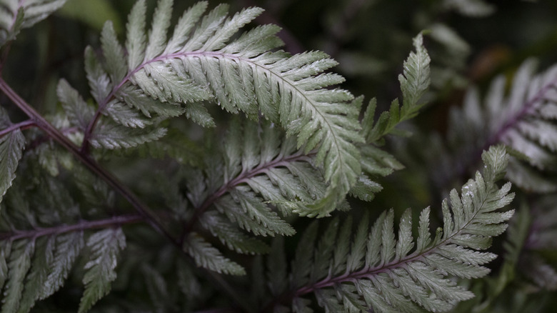 Close up of Japanese painted fern fronds