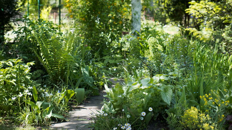 Shade garden with various green ferns, a lemon tree, and flowering brunnera