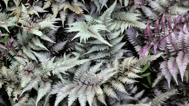 Overhead view of Japanese painted fern fronds