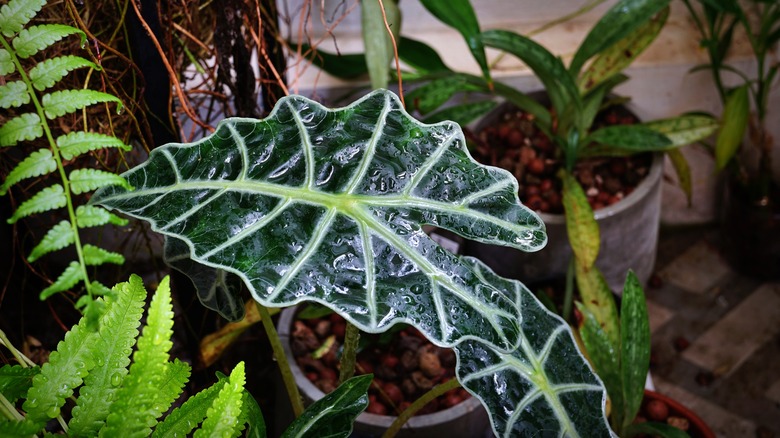 houseplants in low light