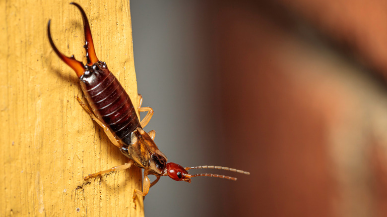 earwig on wood post