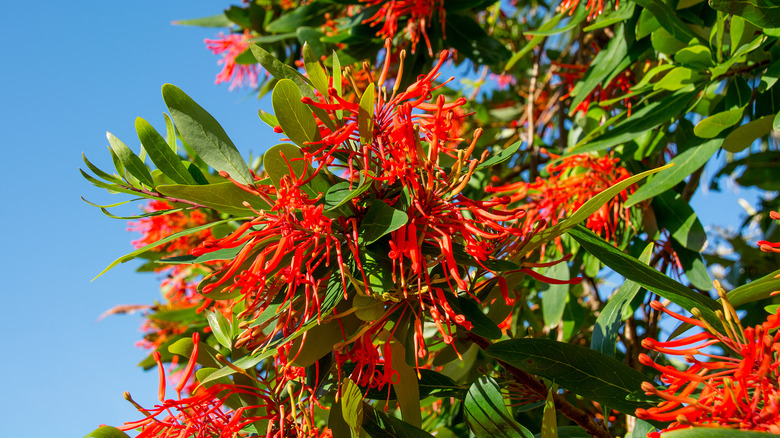 red firebush plant