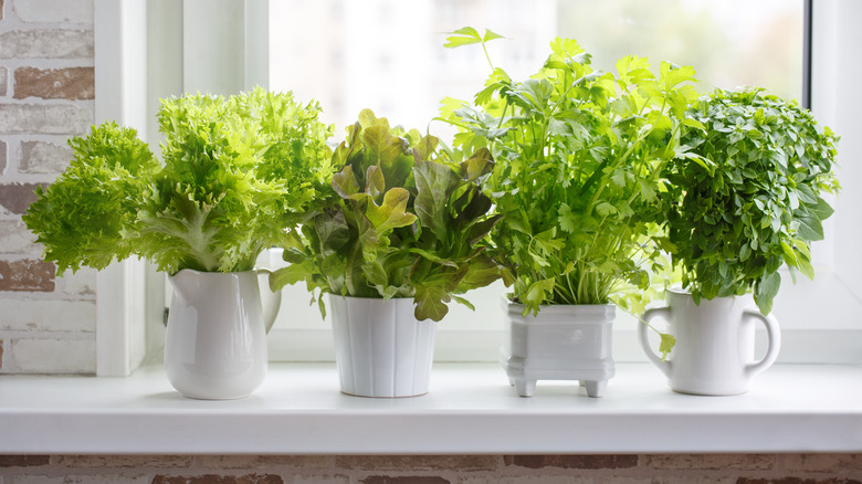 winter window mini herb garden 