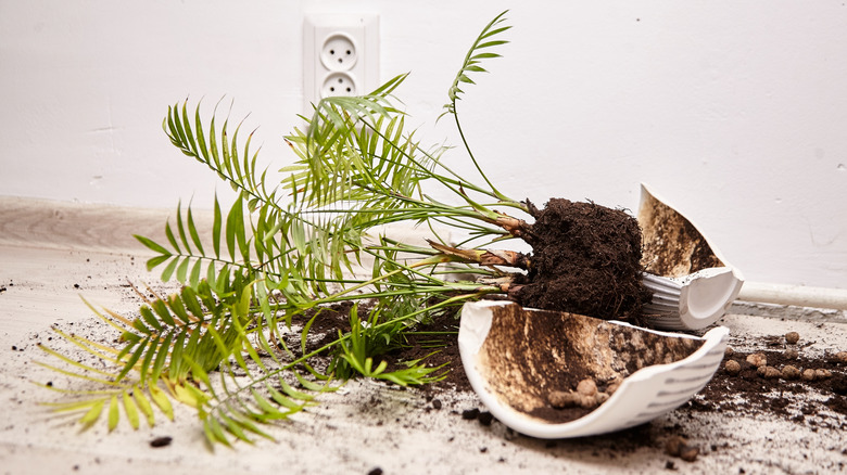 A broken plant pot on the ground with the plant and soil spilling out