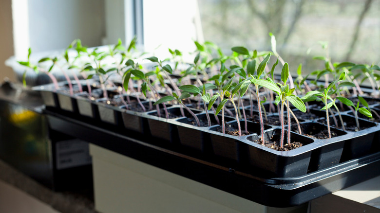 Tomato seedlings growing leggy in a crowded seedling tray.