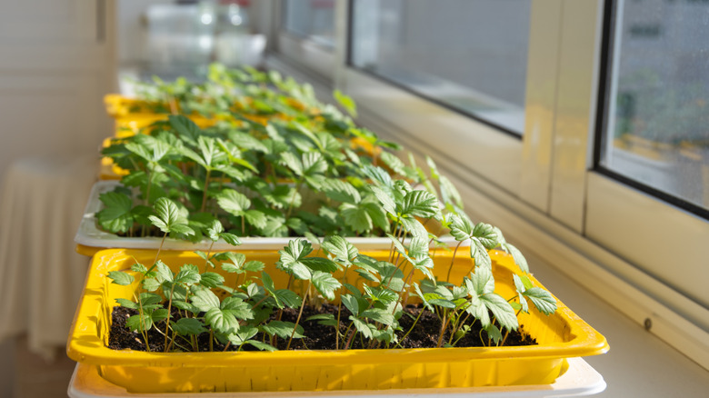 Trays of strawberry seedlings growing well indoors a sunny windowsill.