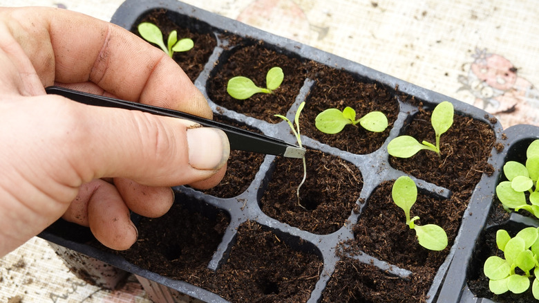 A person pulls a leggy seedling from a seedling tray to transplant it elsewhere.