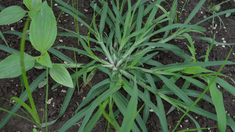 crabgrass growing 