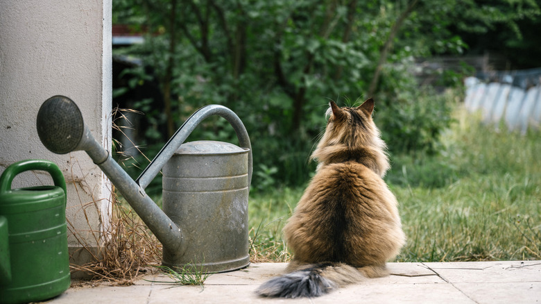 Cat sitting on patio