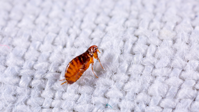 Close-up of a flea on carpet